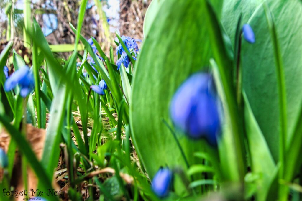 alysia forgetmenots spring 2023